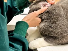 -瑞派康怡24h宠物医院·犬猫医疗中心·微创绝育(瑞景分院)