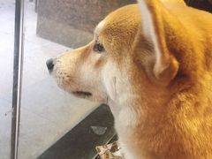 -柴务处·柴犬主题狗咖