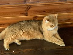 -蓝鲸·缅因猫舍