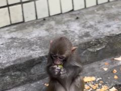 -黔灵山公园