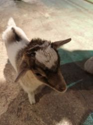 -酷嗒动物文化乐园(cutezoo西溪乐天城店)