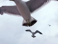 -海驴岛(荣成市)