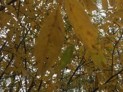 -叠溪松坪沟景区