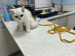 -中农国际动物医院24小时·猫科·骨科·急重症中心