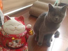 -宠爱国际动物医院· 猫科· 外科·中兽医(长白店)