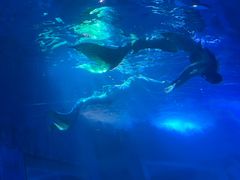 -太平洋海底世界