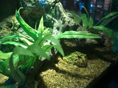 -暹罗海洋世界