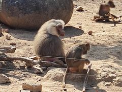 -泉州海丝野生动物世界