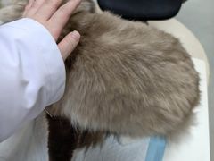 -美美宠物诊疗中心·异宠·骨科(滨江东信分院)