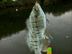 -莲花山公园