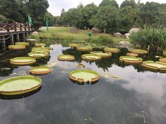 -荷塘月色湿地公园·向阳花洲