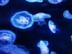 -南昌海洋公园