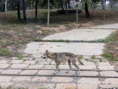 -秦皇岛野生动物园