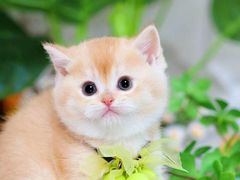 -猫十亿·布偶金渐层·曼基康矮脚猫舍(青年路店)