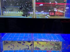 -中环花鸟鱼虫市场