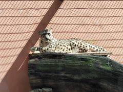 -青藏高原野生动物园