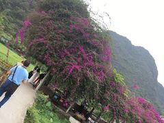 -靖西鹅泉风景区