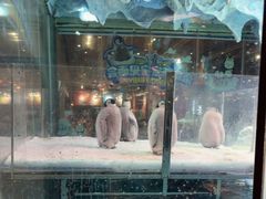 -帝企鹅自助餐厅•儿童岛•真企鹅(长隆企鹅酒店)