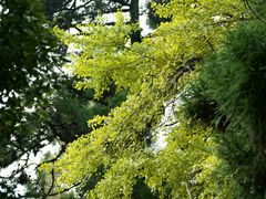 -天目山大树王景区