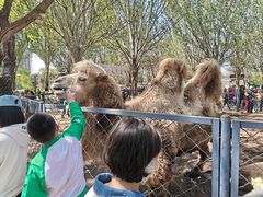 -长白岛森林公园