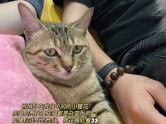 -猫在这儿猫咪咖啡馆·撸猫馆