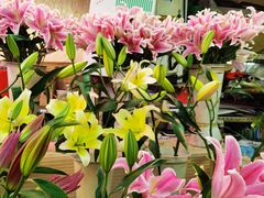-花鸟鱼虫鲜花绿植市场(玉泉路店)
