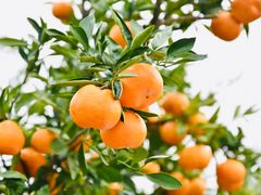 -前小桔亲子创意农场·草莓采摘·露营烧烤