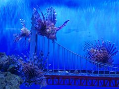 -太平洋海底世界