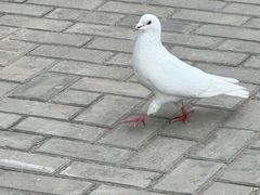 -高旻寺