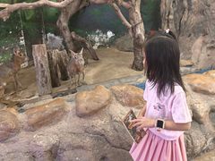 -正佳雨林生态植物园