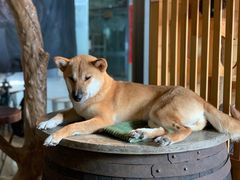 -more than meow吴止猫主题餐厅(承德 中船汇店)