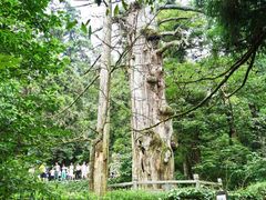 -天目山大树王景区
