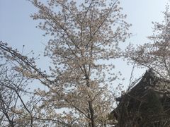 -西安青龙寺遗址景区