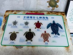 -广东惠东海龟国家级自然保护区