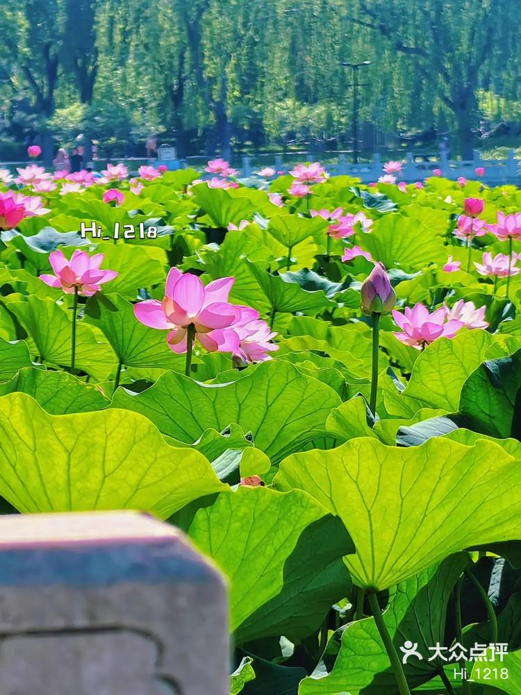 莲花池公园的荷花已进入盛花期,好像每年这-大众点评