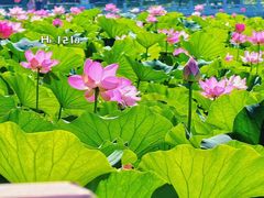 -莲花池公园