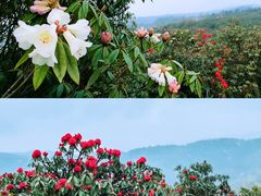 -贵州百里杜鹃风景名胜区