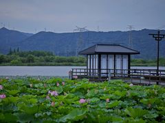 -长田漾湿地公园