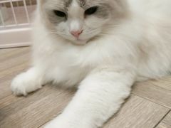 -酷豆宠物咖啡·宠物美食·撸猫馆