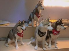 -Husky Go! 哈士奇体验馆·宠物咖啡厅狗咖