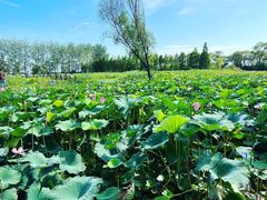 -泗洪洪泽湖湿地景区