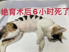 -瑞派·关忠动物医院(国瑞店)