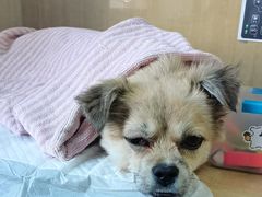 -北京观赏动物医院·24小时大型综合·猫专科·异宠专科