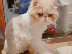 -1013 PET SHOP精品宠物商店(丁香店)