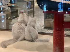 -momokira米努特·德文卷毛猫·棉花面纱犬