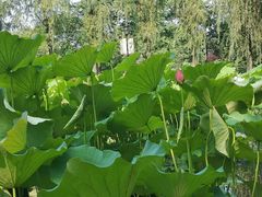 -合肥三国新城遗址公园