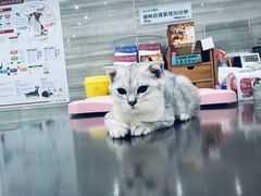 -瑞派名望志远动物医院·猫科·內科·异宠专科(直港大道店)