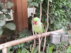 -南宫五洲植物乐园