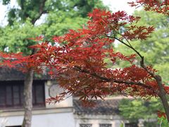 -留园