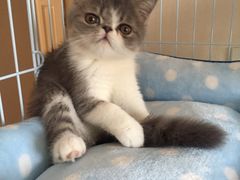 -艾吉宠物医院·疑难杂症转诊中心·猫友好(碧江路院)